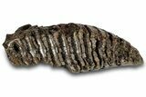 Woolly Mammoth Lower M Molar - North Sea Deposits #298458-2